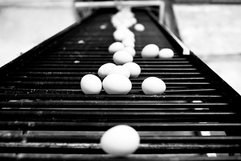 Eggs on conveyor belt